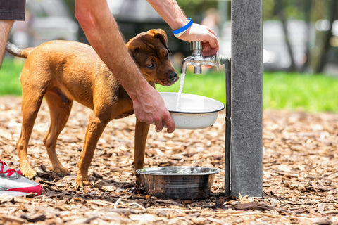 dog drinking water out of faucet