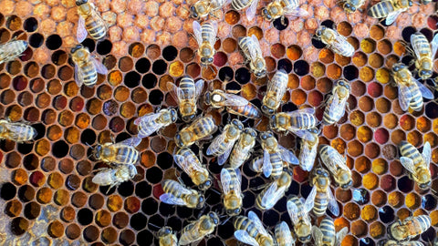 Bees on a hive, making the beeswax we use in our natural deodorant