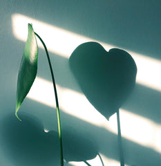 Plant with a heart-shaped shadow