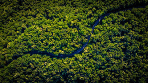 A river running through green trees