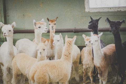 Alpacas are cute