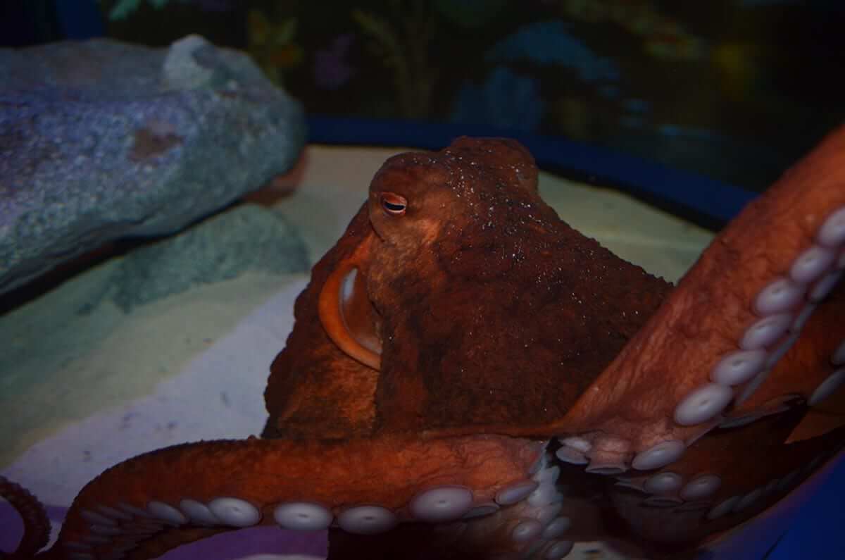 Journey to the Reef at The Akron Zoo