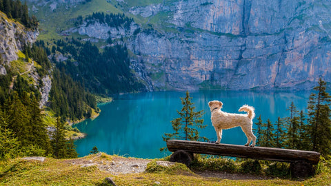 dog looking at lake