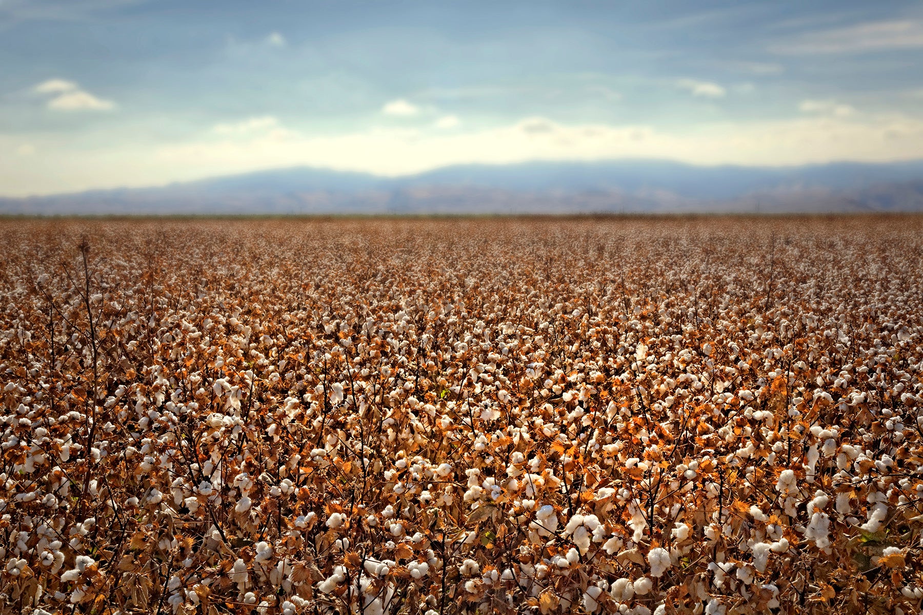 American Supima cotton field