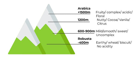 Coffee Altitude showing what height Arabica and Robusta beans come from