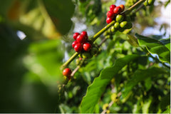 Coffee plant with cherries on