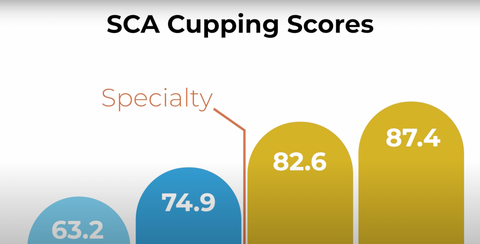 Chart showing that coffees with an SCA rating over 80 are regarded as Specialty.