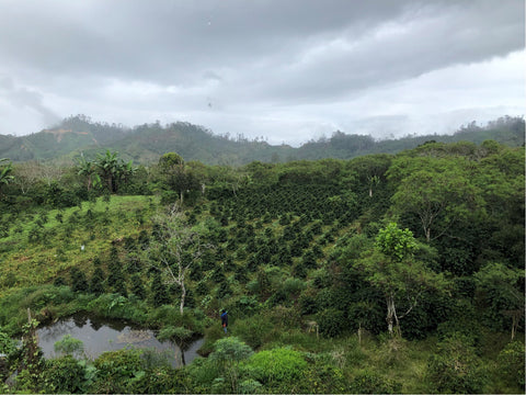 Sumatran Coffee Farm