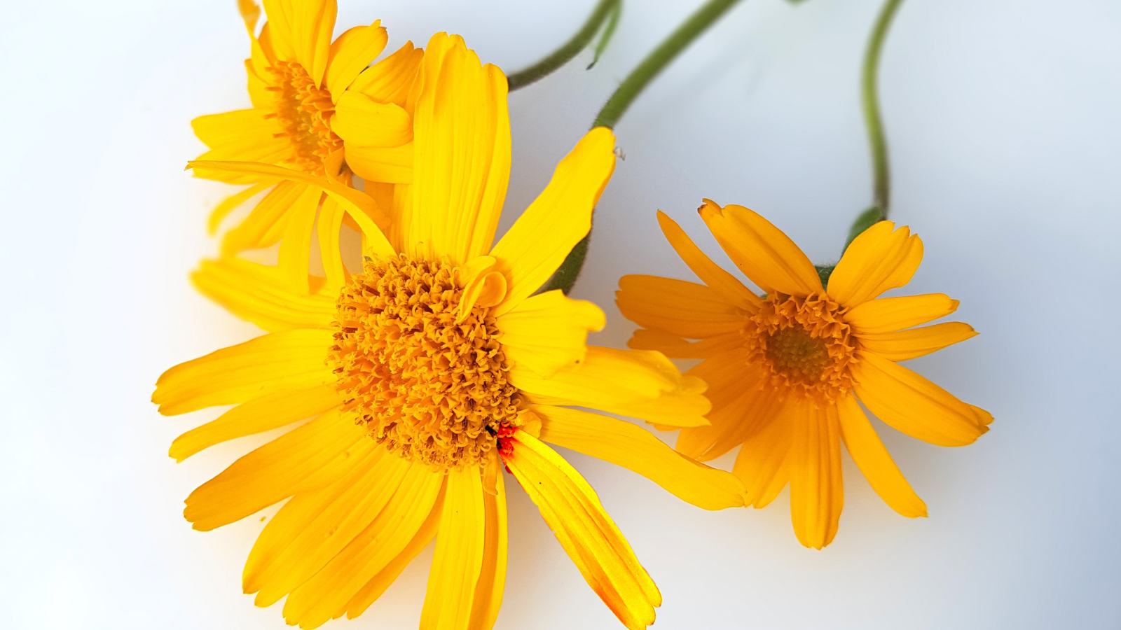 The Soothing Power Of Arnica In Skin Care