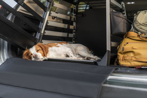 Dog asleep in Thule Pet Carrier