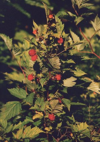 Salmonberry