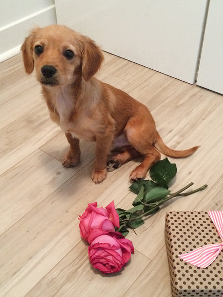 National Puppy Day | Ollie your Valentine