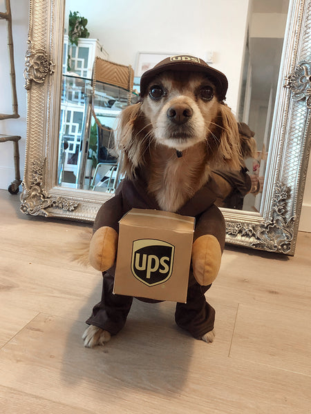 National Puppy Day | UPS Costume 