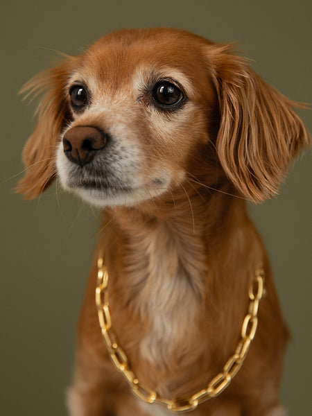 National Puppy Day | Ollie with chain necklace