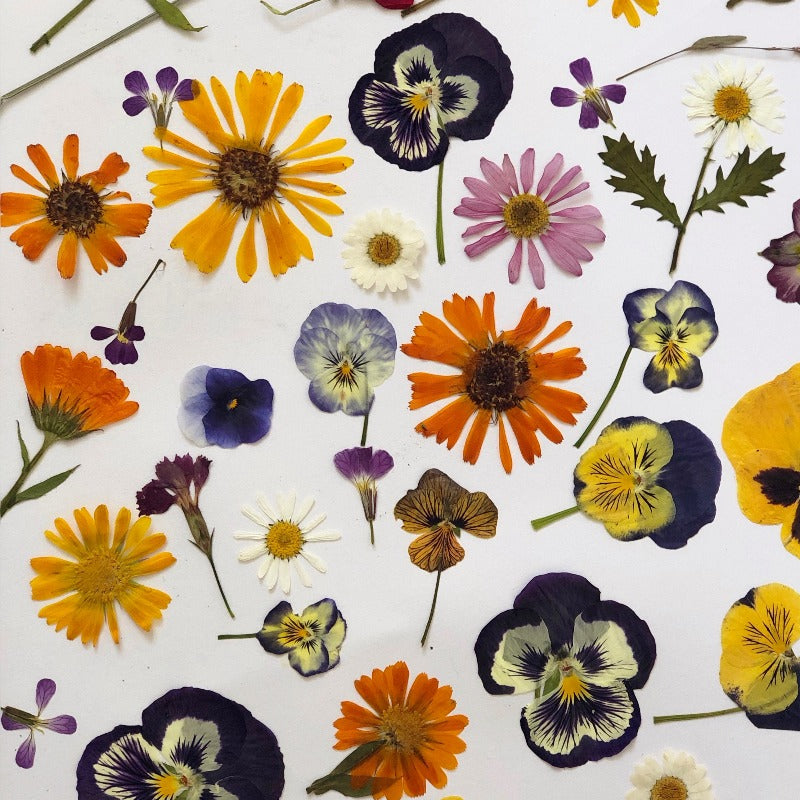 An Introduction to Edible Flowers – Glowpearinternational