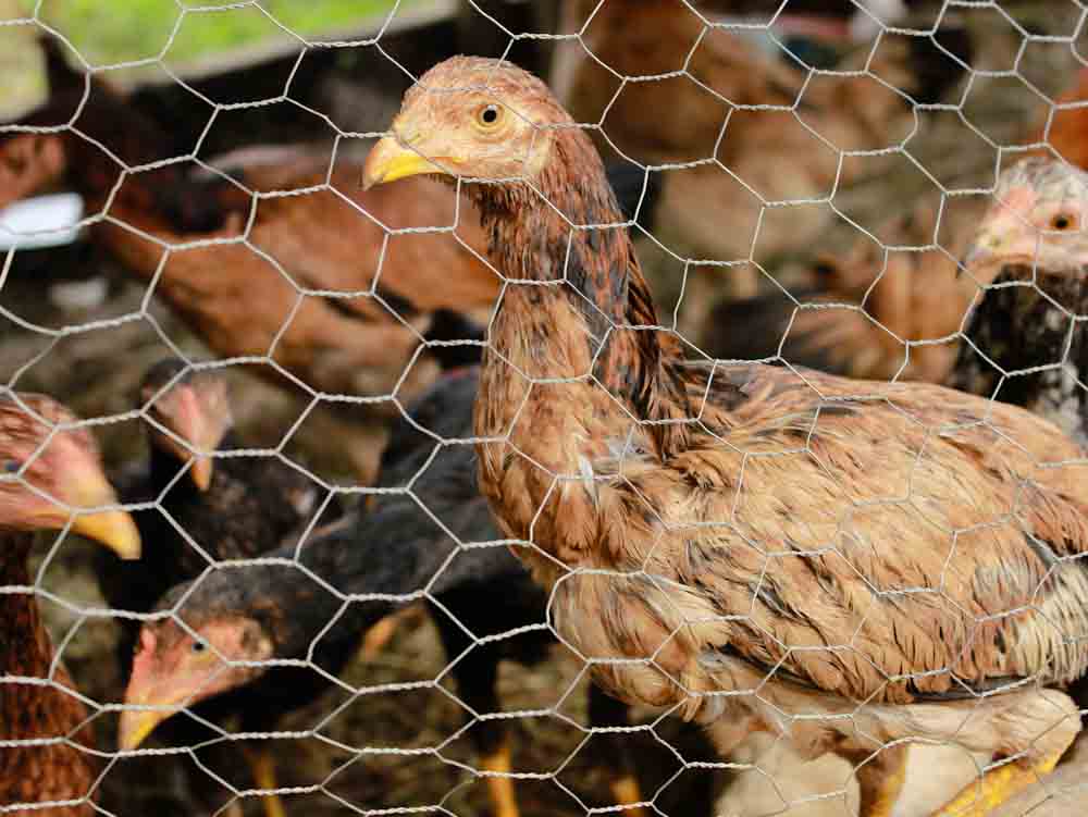 Chicken Wire Next to Chicken