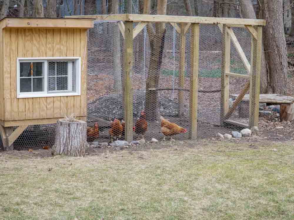 Chicken Coop in Backyard