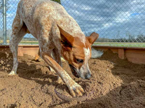 Dog Digging in Sand