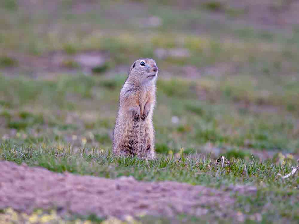 Gopher standing