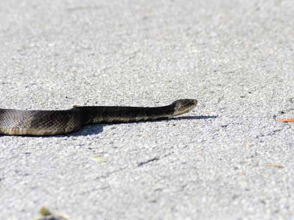 Pavement with Snake Crawling
