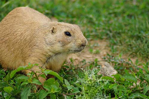 Pesky Gopher