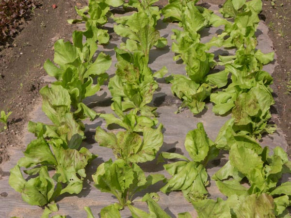 Vegetables on weed fabric