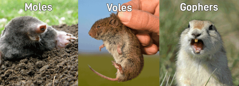 Mole Vole Gopher 