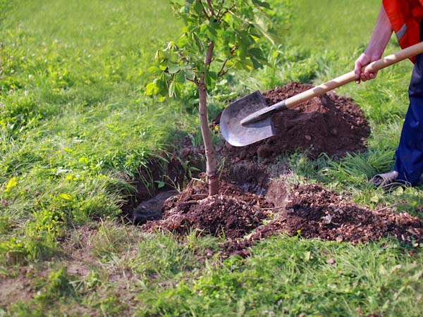 Finishing a Tree Planting