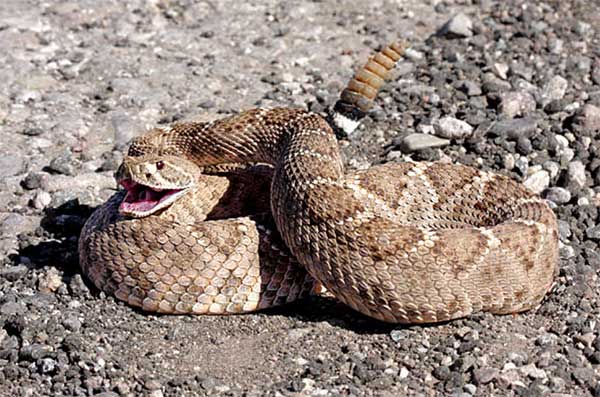 Large Snake