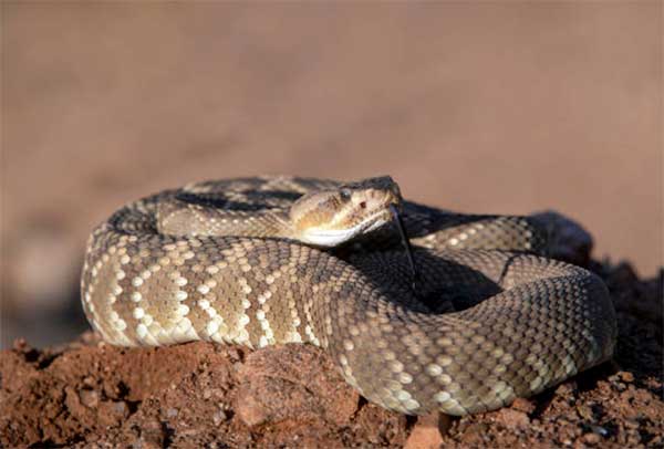 Desert Snake