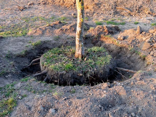 Planting Tree at Park