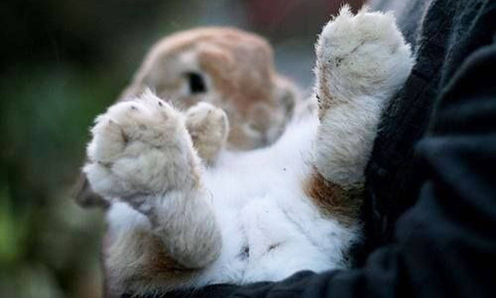Why You Need to Your Bunny's Feet and How? - Terra