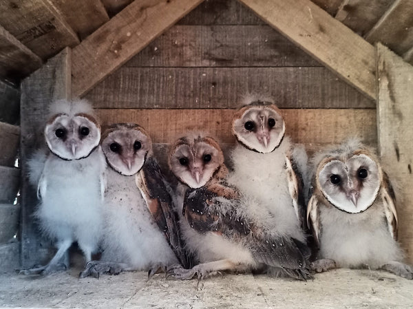 owl orphanage in velddrif rescue centre for birds of prey