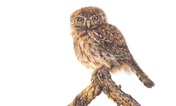 painting of pearl-spotted owlet by the happy struggling artist