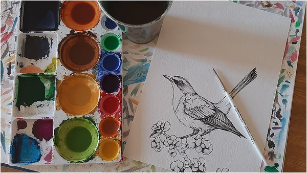 pen illustration of cape robin-chat by the happy struggling artist