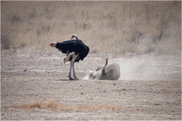 ostrich dust bath kgalagadi transfrontier park south africa