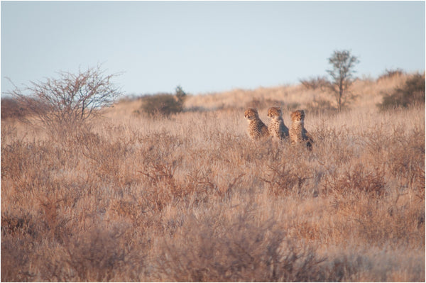 cheetah kgalagadi transfrontier park south africa