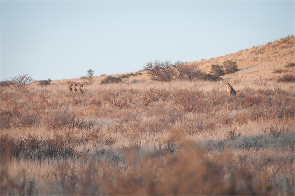 cheetah family kgalagadi transfrontier park south africa