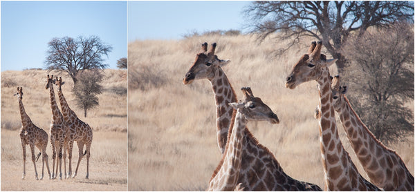 giraffes kgalagadi transfrontier park south africa