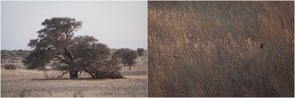 golden hour kgalagadi transfrontier park south africa