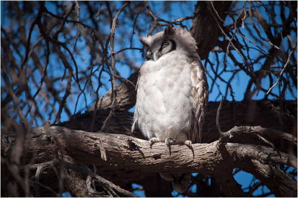verreaux's eagle owl kgalagadi transfrontier park south africa