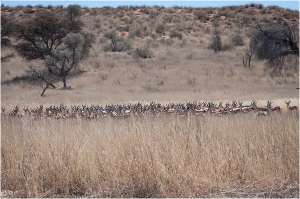 springbuck kgalagadi transfrontier park south africa