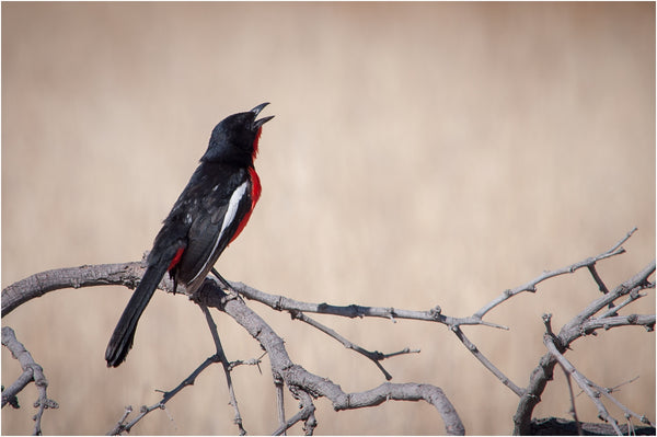 singing crimson-breasted shrike kgalagadi transfrontier park south africa