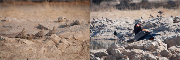 birds drinking at waterhole kgalagadi transfrontier park south africa