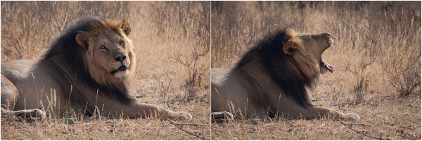 black maned lion kgalagadi transfrontier park south africa