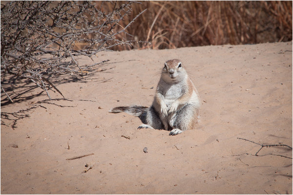 ground squirrel kgalagadi transfrontier park south africa