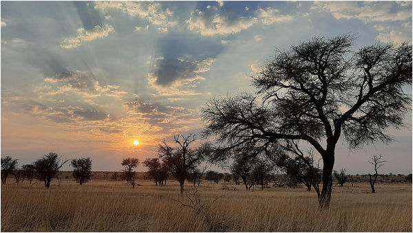 sunset kgalagadi transfrontier park south africa