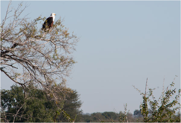 african fish eagle the happy struggling artist