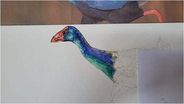 african swamphen watercolour painting process 002