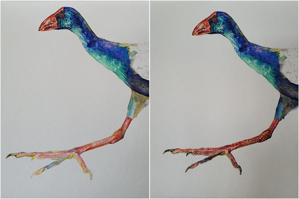 african swamphen watercolour painting process 004